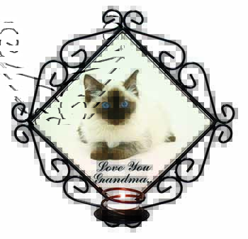 Ragdoll Kitten 