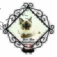 Ragdoll Kitten 