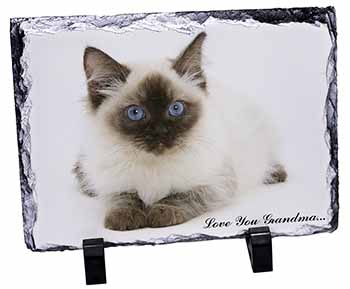 Ragdoll Kitten 