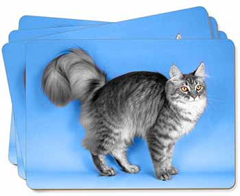Silver Maine Coon Cat Picture Placemats in Gift Box