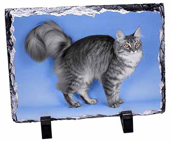 Silver Maine Coon Cat, Stunning Photo Slate