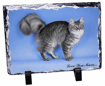 Silver Maine Coon Cat 