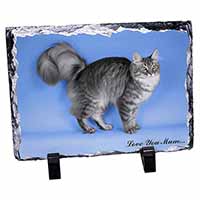 Silver Maine Coon Cat 