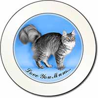 Silver Maine Coon Cat 