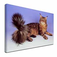 Tabby Maine Coon Cat Canvas X-Large 30"x20" Wall Art Print