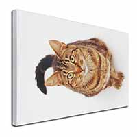 Brown Tabby Cat Canvas X-Large 30"x20" Wall Art Print