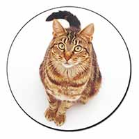 Brown Tabby Cat Fridge Magnet Printed Full Colour