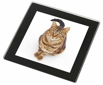 Brown Tabby Cat Black Rim High Quality Glass Coaster