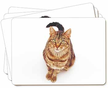 Brown Tabby Cat Picture Placemats in Gift Box
