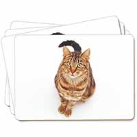 Brown Tabby Cat Picture Placemats in Gift Box - Advanta Group®