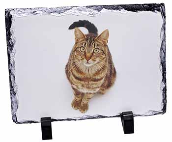 Brown Tabby Cat, Stunning Photo Slate