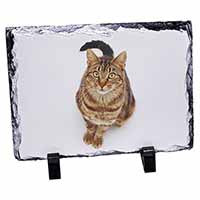 Brown Tabby Cat, Stunning Photo Slate Printed Full Colour - Advanta Group®