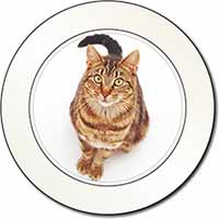 Brown Tabby Cat Car or Van Permit Holder/Tax Disc Holder