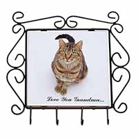 Brown Tabby Cat 