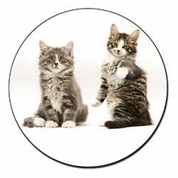 Tabby Cats Fridge Magnet Printed Full Colour