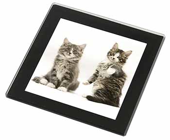 Tabby Cats Black Rim High Quality Glass Coaster