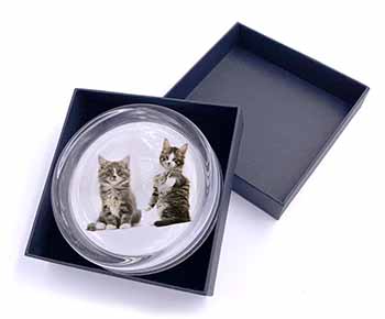 Tabby Cats Glass Paperweight in Gift Box