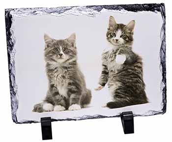 Tabby Cats, Stunning Photo Slate