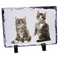 Tabby Cats, Stunning Photo Slate