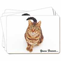 Tabby Cat 