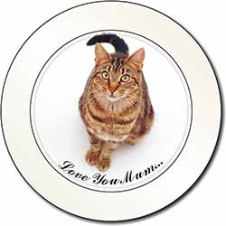 Brown Tabby Cat 