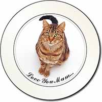 Brown Tabby Cat 