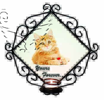 Ginger Kitten 