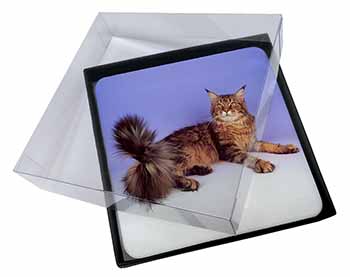 4x Tabby Maine Coon Cat Picture Table Coasters Set in Gift Box