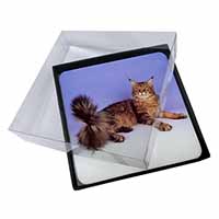 4x Tabby Maine Coon Cat Picture Table Coasters Set in Gift Box