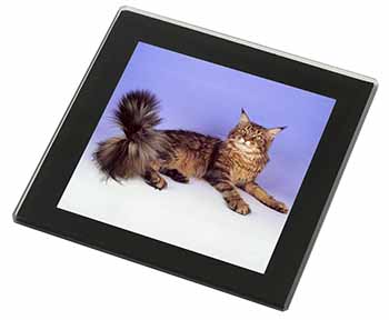 Tabby Maine Coon Cat Black Rim High Quality Glass Coaster