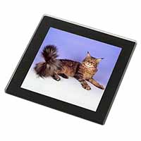 Tabby Maine Coon Cat Black Rim High Quality Glass Coaster