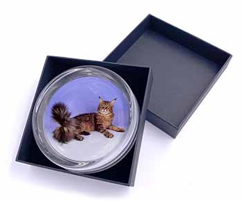 Tabby Maine Coon Cat Glass Paperweight in Gift Box