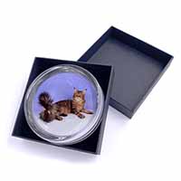 Tabby Maine Coon Cat Glass Paperweight in Gift Box