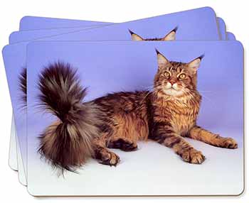 Tabby Maine Coon Cat Picture Placemats in Gift Box