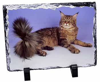 Tabby Maine Coon Cat, Stunning Photo Slate