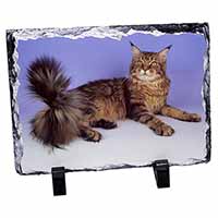 Tabby Maine Coon Cat, Stunning Photo Slate