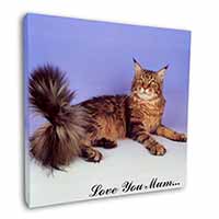 Maine Coon Cat 