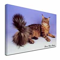 Maine Coon Cat 