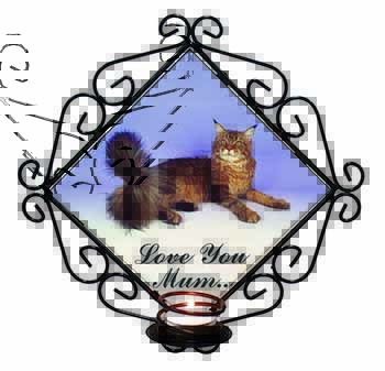 Maine Coon Cat 