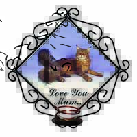 Maine Coon Cat 