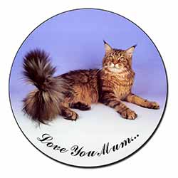 Maine Coon Cat 