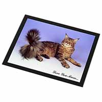 Maine Coon Cat 