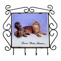 Maine Coon Cat 