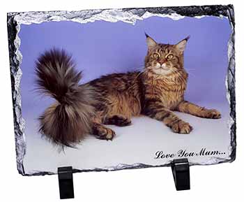 Maine Coon Cat 