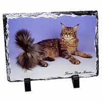 Maine Coon Cat 