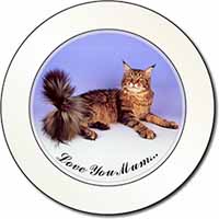 Maine Coon Cat 