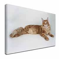 Red Maine Coon Cat Canvas X-Large 30"x20" Wall Art Print