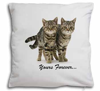 Tabby Cats 