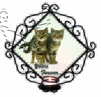Tabby Cats 