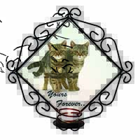 Tabby Cats 